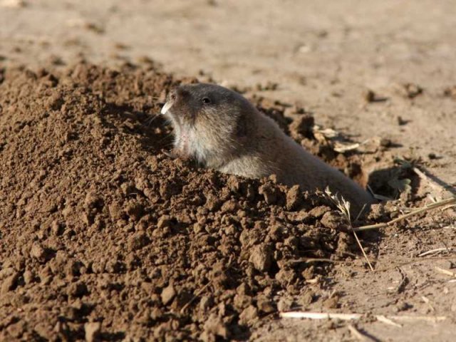 Mole Vole - Ellobius talpinus